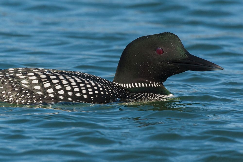 Common Loon